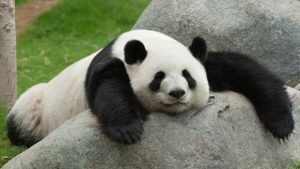 drunk panda